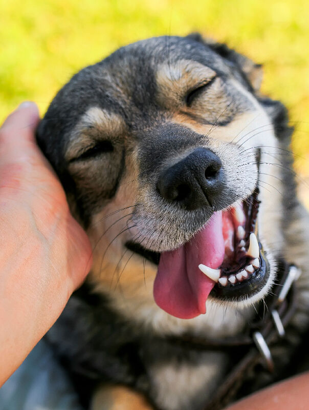 dog with tongue out